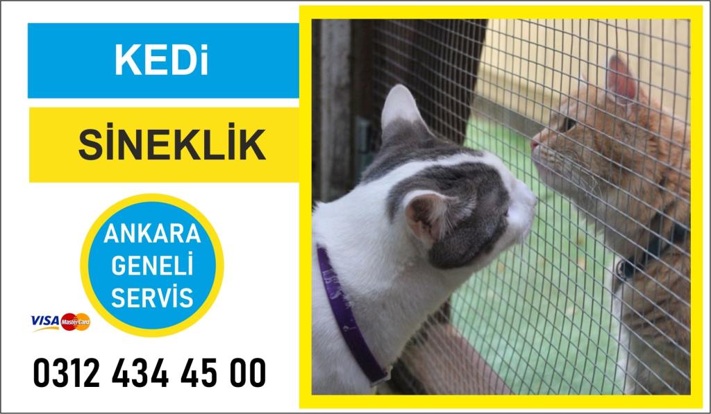 Kedi sinekliği Ankara
